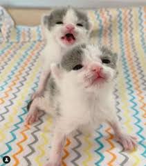 Found In Bad Shape Twin Brothers Refuse To Leave Each Others Side As They Fight For Their Survival The Kitt In 2020 Cat Post Cats And Kittens Animal Welfare League