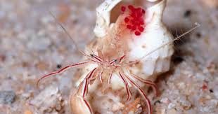 Image result for Crabbea kaessneri