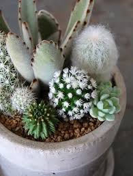 Di bawah adalah link group cactus dan succulent. Lady Gray Dreams Succulents Plants Cacti And Succulents