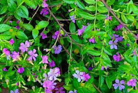 Image result for Tephrosia tanganicensis