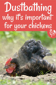 Most litters contain harmful/toxic chemicals and it's likely a. What Is A Dust Bath Why Is It Important And How Do I Make One