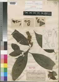 Image result for Sclerochiton hirsutus