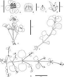 Image result for Crepidorhopalon whytei