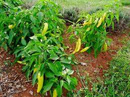 Select your city to see how the current weather in your area affects the placement of hungarian wax pepper in your home 🏡. Hungarian Wax Hot Pepper
