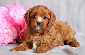 Cavapoo and schnoodle and bichon/poo puppies, our puppies are.raised in our loving home, s, our puppies are gentle, playful, and loving our puppies come to you very well socialized and ready for their forever homes. Cavapoo Puppy For Sale In Mount Joy Pa Adn 68785 On Puppyfinder Com Gender Female Age 6 Weeks Old Cavapoo Puppies For Sale Cavapoo Cavapoo Puppies