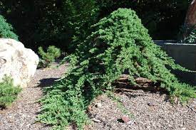These Aren T Your Grandparents Junipers Japanese Garden Japanese Garden Design Garden Design