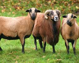 Dans ce jeu vous verrez des au fur et à mesure que le jeu progresse il y aura d'avantage de moutons qui rentrent et sortent du hangar agricole et le jeu sera plus difficile. Mouton Du Cameroun La Ferme De Beaumont Les Grands Mammifer