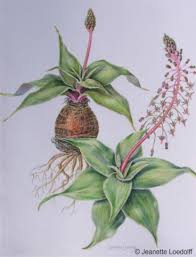 Image result for Euphorbia venteri