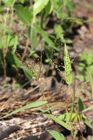 Image result for Microstegium fasciculatum