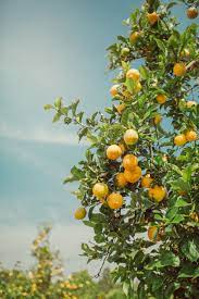 Shop wayfair for the best artificial lemon tree. A Breathtaking Lemon Tree Lemon Orchard Amalfi Coast Italy Sicily Nature Photography Nature Aesthetic Aesthetic Backgrounds