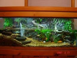 Importance Of Turtle Tanks Turtle Tank Setup Turtle Pond Turtle Tank