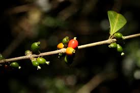 Image result for Tricalysia pallens