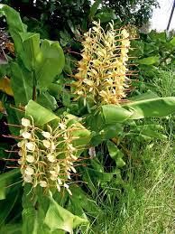 Get Garden Ginger Plant Images Gif Garden Plants