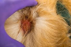 Image result for hotspot dogs