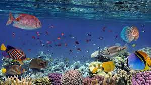 Ikan demersal tinggal di dekat dasar laut dan memangsa organisme pelagik atau invertebrata bentik. 15 Taman Laut Terindah Di Indonesia Dari Sabang Sampai Merauke Lifestyle Liputan6 Com