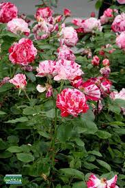 960 likes · 15 were here. Floribunda Rose Rosa Scentimental Rosaceae C20110621 013 Rose Trees Rose Rose Flower