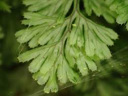 Image result for Hymenophyllum tunbridgense
