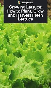 Growing Lettuce How To Plant Grow And Harvest Fresh Lettuce Growing Lettuce How To Harvest Lettuce Lettuce