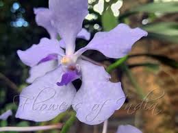 Image result for Vanda coerulea