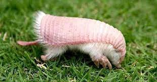This Rare Pink Armadillo Literally Can T Survive As A Pet Pink Fairy Armadillo Fairy Armadillo Weird Animals