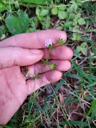 Image result for Sherardia arvensis