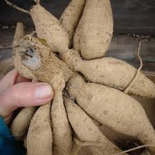 Dahlias are one of the lowest maintenance, highest production cut flowers and garden plants you can grow. All About Dahlia Tubers Three Acre Farm