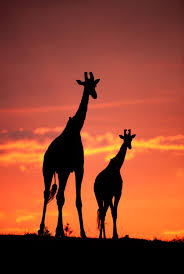 Sunset silhouette illustrations & vectors. Stunning Silhouettes Show Animals Of Africa At Sunrise And Sunset Bbc News