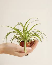 Image result for Chlorophytum comosum