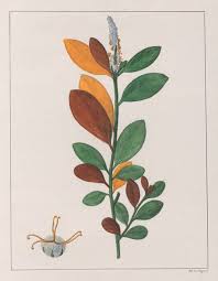 Image result for Maprounea