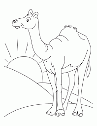 Coloring pages for camel are available below. Camel Picture Coloring Home