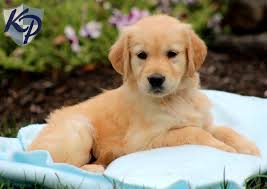 Golden retrievers near west palm beach, florida. Puppy Finder Find Buy A Dog Today By Using Our Petfinder Puppies Golden Retriever Yorkiepoo Puppies