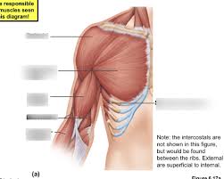 It stabilizes the shoulder and holds the head of the. Upper Arm Muscle Anatomy Anatomy Drawing Diagram