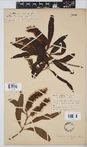 Image result for Faurea rochetiana