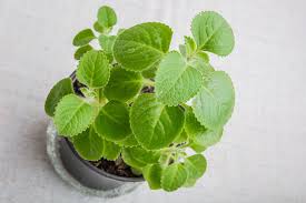 Oregano contains chemicals that might help reduce cough and spasms. Tips For Growing Cuban Oregano Indoors Gardener S Path