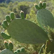Being reduced to 0 hp by eating this gives you 4 turns of the beaten up effect, instead of the usual 3. Cactus Comestibles Quels Cactus Sont Mangeables Cactus Encyclo