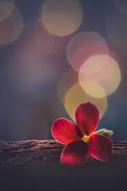 Red Velvet Beautiful Flowers Wallpapers Flower Background Wallpaper Flowers Photography