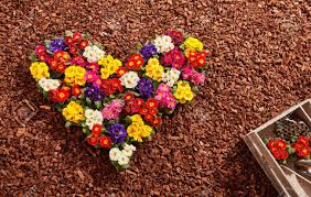 Jaune, Blanc, Rouge, Violet Et Rose De Belles Fleurs Formées Comme ...