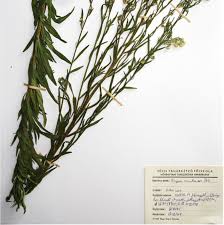 Image result for Erigeron sumatrensis