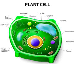 Learned that in fifth grade. Learning Task 15 1 Comparing Plant And Chegg Com