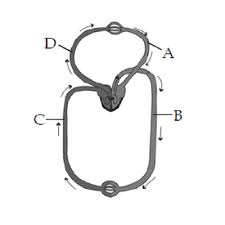 In this study, a general analytical model for the single well circulation system is developed to analyze transient drawdown in a confined aquifer. Figure Shows Schematic Plan Of Blood Circulation In Humans With Labels A To D Identify The Correct Label And Give Its Function S