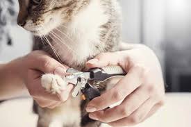 The device was recently upgraded by the manufacturer to include a more powerful motor for better speed without a sacrifice on safety. The 10 Best Cat Nail Clippers Of 2021 Cat Loves Best