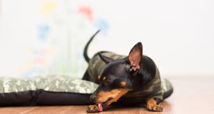 Maybe you would like to learn more about one of these? Why Does My Dog Lick His Paws Petcoach