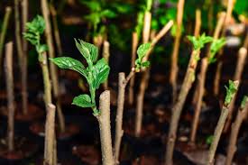 Check spelling or type a new query. List Of Fruit Trees That Grow From Cuttings