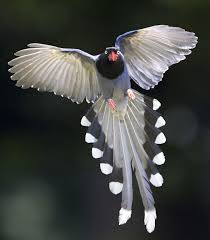 Birds Of The Same Feather Flock Together Essay Blue Magpie In Flight With Images Beautiful Birds Pretty Birds Animals Beautiful