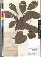 Image result for Pentadiplandra brazzeana