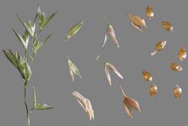 Image result for Polypogon