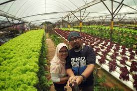 Kebun teh adalah antara tempat yang paling sinonim dengan cameron highlands. Taman Agro Tourism
