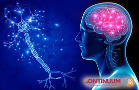 Rudiments du système nerveux | Continuum