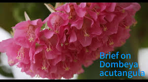 Image result for Dombeya acutangula