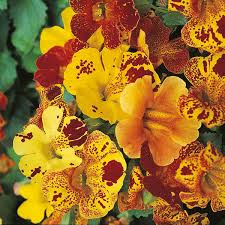 Image result for Mimulus